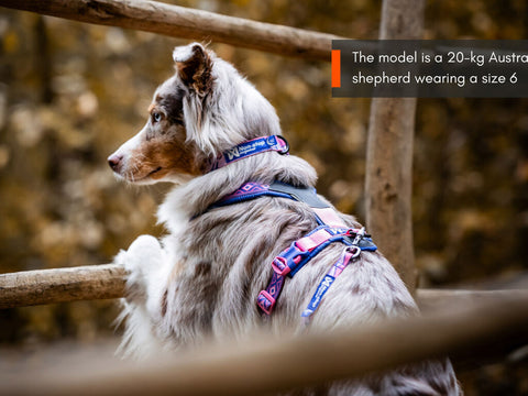 Trail Quest Harness - Purple/Pink- Rachel Pohl Edition