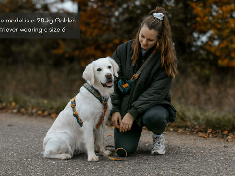 Trail Quest Harness - Teal/Oak - Rachel Pohl Edition