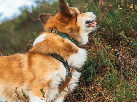 Trail Quest Collar - Purple/Pink - Rachel Pohl Edition