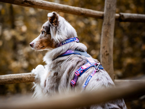Trail Quest Collar - Teal/Oak - Rachel Pohl Edition