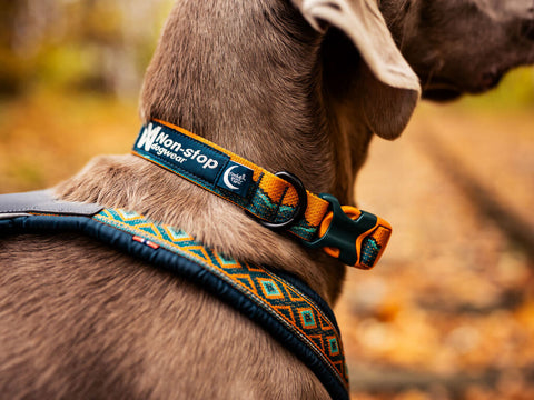 Trail Quest Collar - Teal/Oak - Rachel Pohl Edition