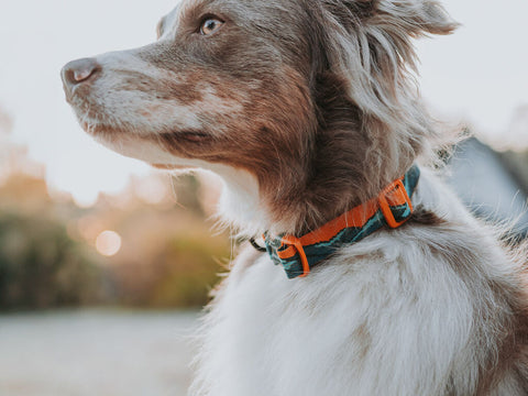 Trail Quest Collar - Teal/Oak - Rachel Pohl Edition
