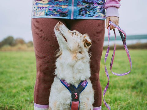 Trail Quest Leash - Teal/Oak - Rachel Pohl Edition