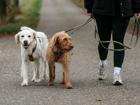 Trail Quest Leash - Teal/Oak - Rachel Pohl Edition