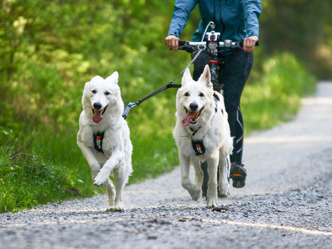 Touring Double Leash