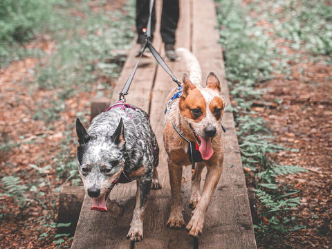 Touring Double Leash