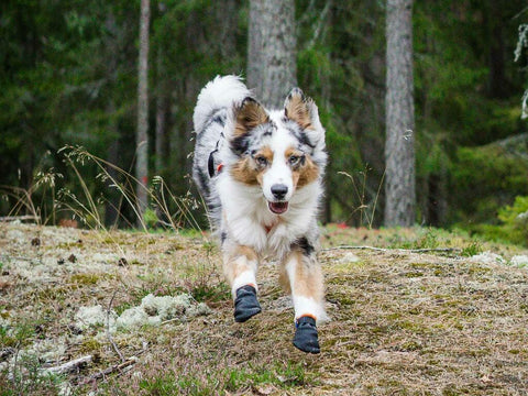 Protector Booties