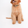 Dog sitting next to a green soothing saucer on a white background