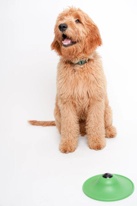 Dog sitting next to a green soothing saucer on a white background