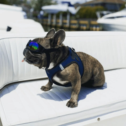 K9 Sport Shades Dog Goggles