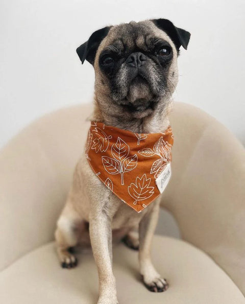 True North Dog Bandana