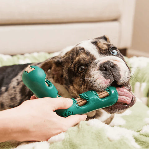 Bite N' Brush