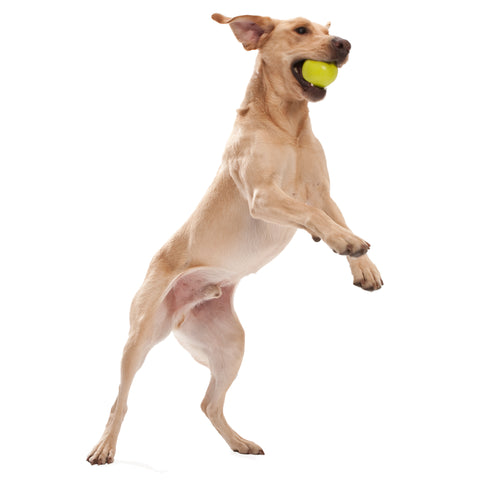 West Paw Jive Ball Toy