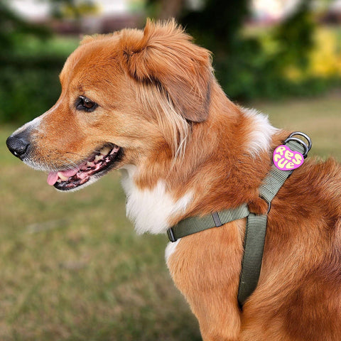Rescue Dog Jiby