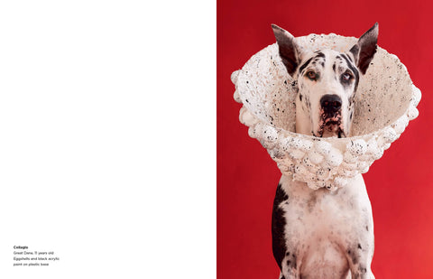 Cone of Shame by Winnie Au