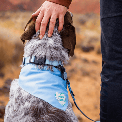 Daddy’s Bestie  | Iron-On Patch For Dogs and Cats