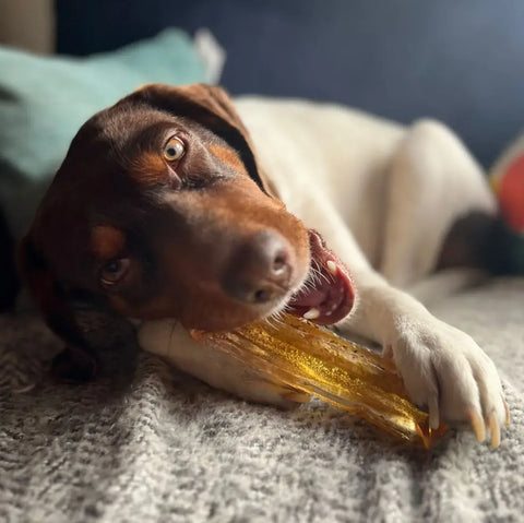 Collagen Dental Chew: Bacon