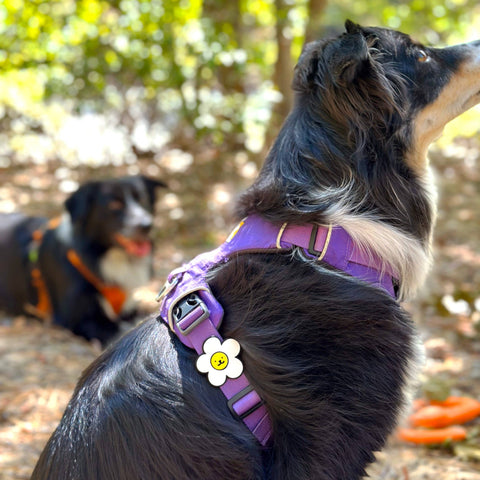 Daisy Dog Jiby