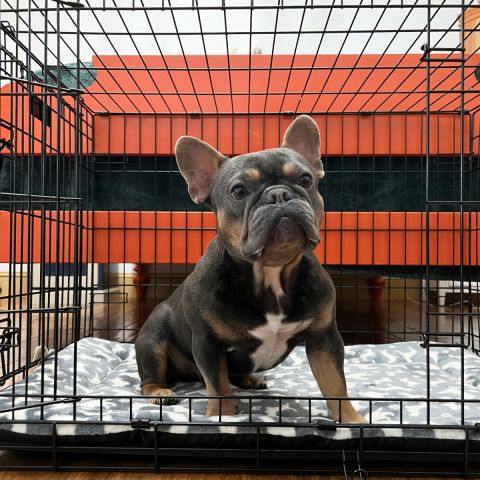 Territory Pet Crate Mat for Dogs