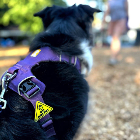 Do Not Pet Jiby Dog Charm