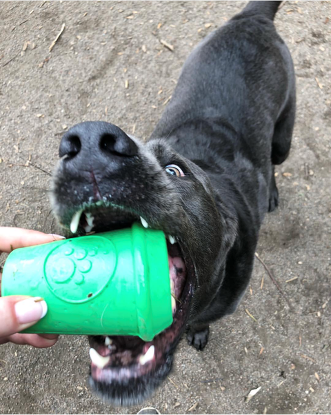 SodaPup Coffee Cup Durable Rubber Chew Toy and Treat Dispenser