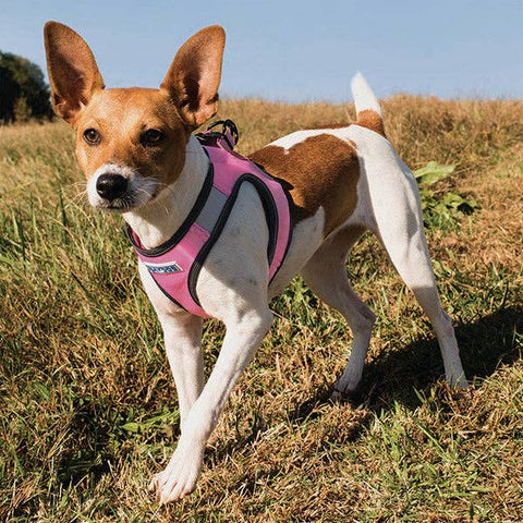 Liberty Bay Dog Harness: Pink Lemonade