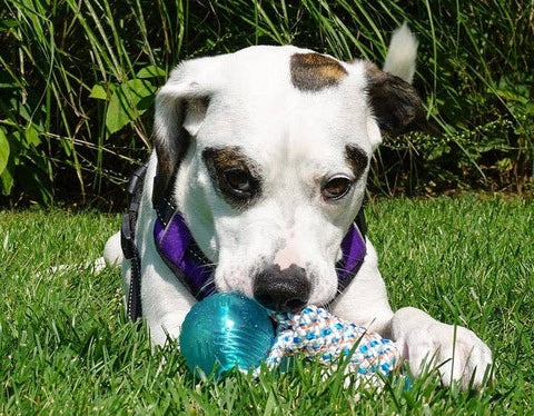 Baydog Knotical Rope Toys