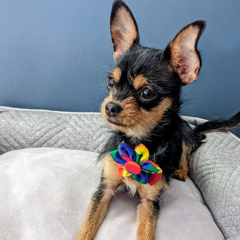 Pride Pinwheel