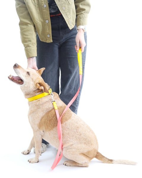 Custom Waterproof Biothane Dog Leash