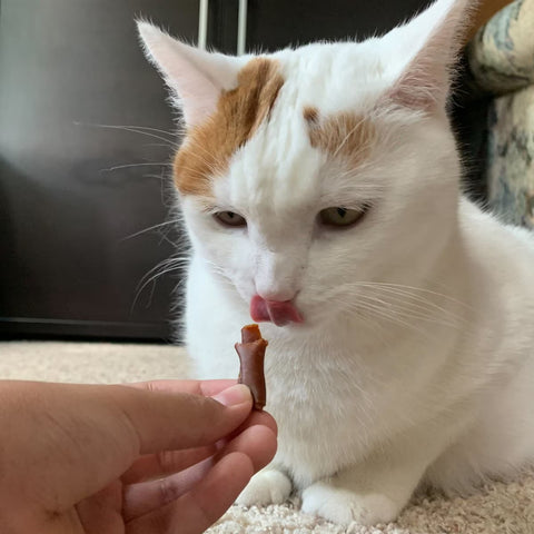 Cat licking a small wrap ups treat held by a person on a carpeted floor.