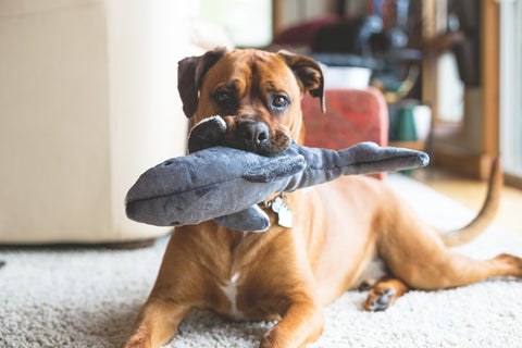 Mac the Shark | Fluff & Tuff Dog Toy