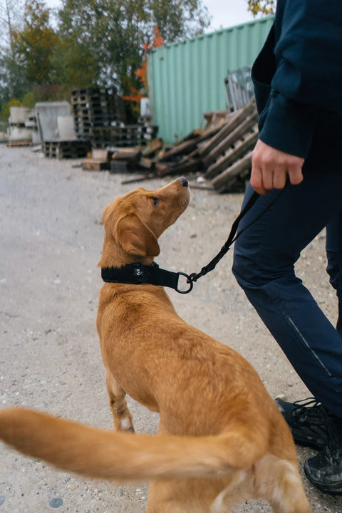 Security Strap WD