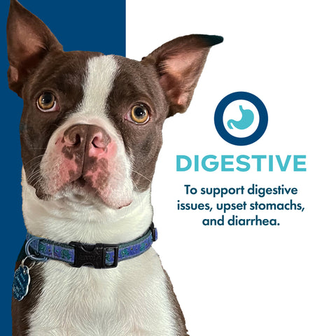 Fromm Nutritionals Digestive Dog Food Supplement Pate