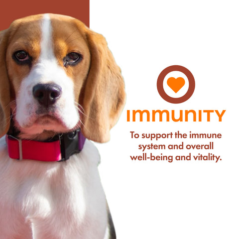 Fromm Nutritionals Immunity Dog Food Supplement Pate